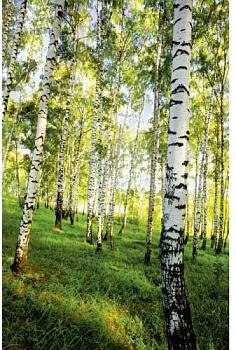 Фотообои Березовый лес 1,4х2 м; Симфония, К-117