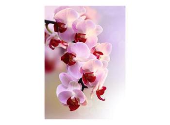 Фотообои Ветка орхидеи 2 л. 2х2,8 м; DECOCODE, 21-0007-FR