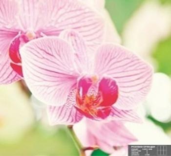 Фотообои Розовая орхидея 2,1х2 м; Симфония, К-008