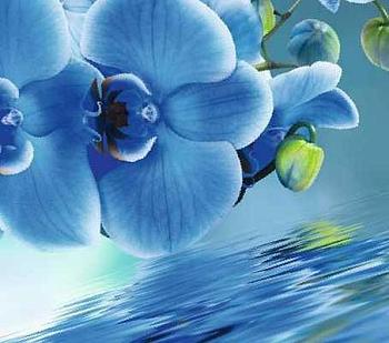 Фотообои Голубая орхидея 12 л. 2,94х2,6 м; VIP ТУЛА