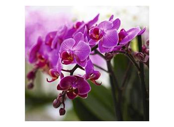 Фотообои Прекрасные орхидеи 3 л. 3х2,8 м; DECOCODE, 31-0066-FV